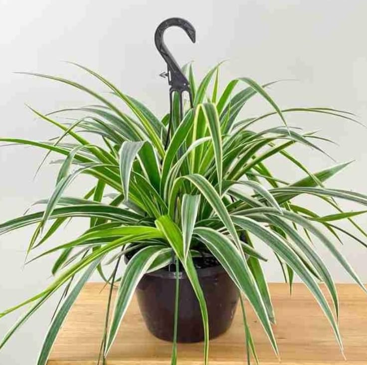 Spider Plant (Spider gida)